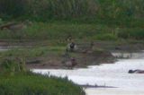20060521_Siberische taling_Durgerdam_3